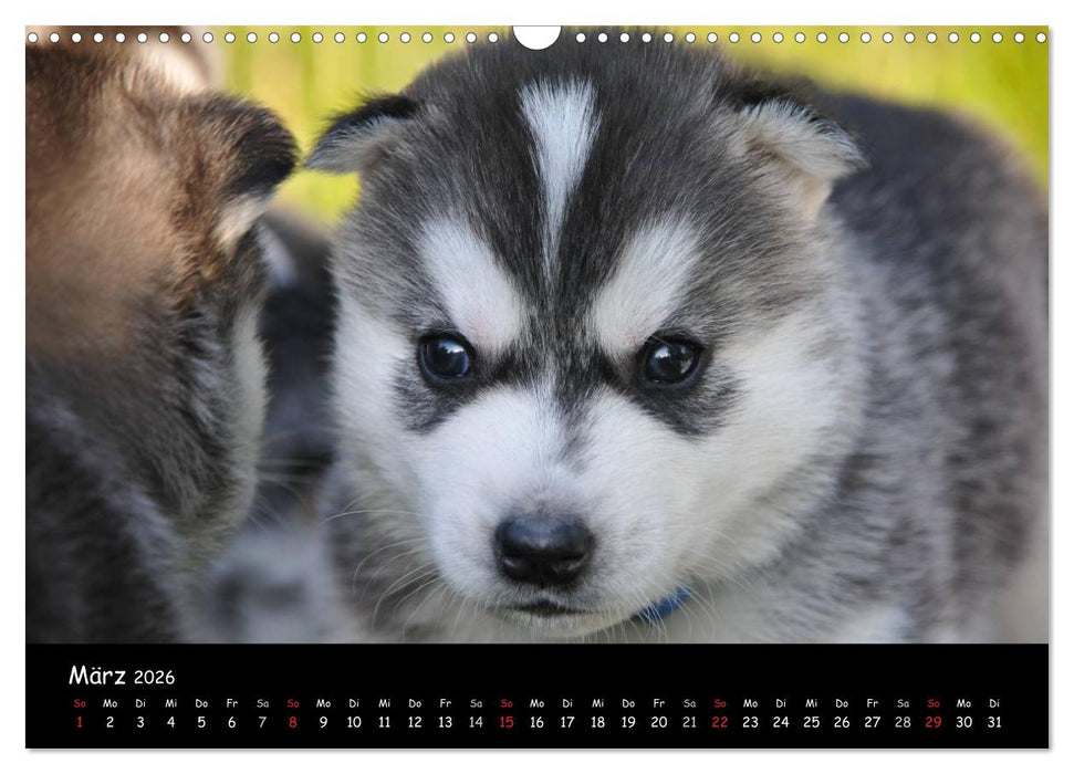 Huskys - Traumhunde (CALVENDO Wandkalender 2026)