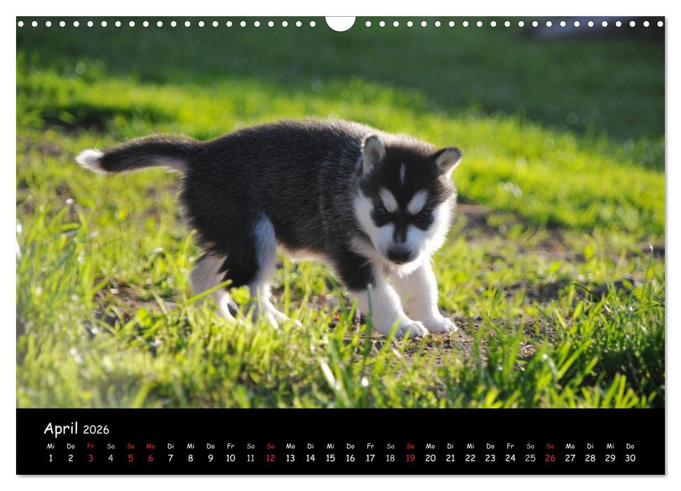 Huskys - Traumhunde (CALVENDO Wandkalender 2026)
