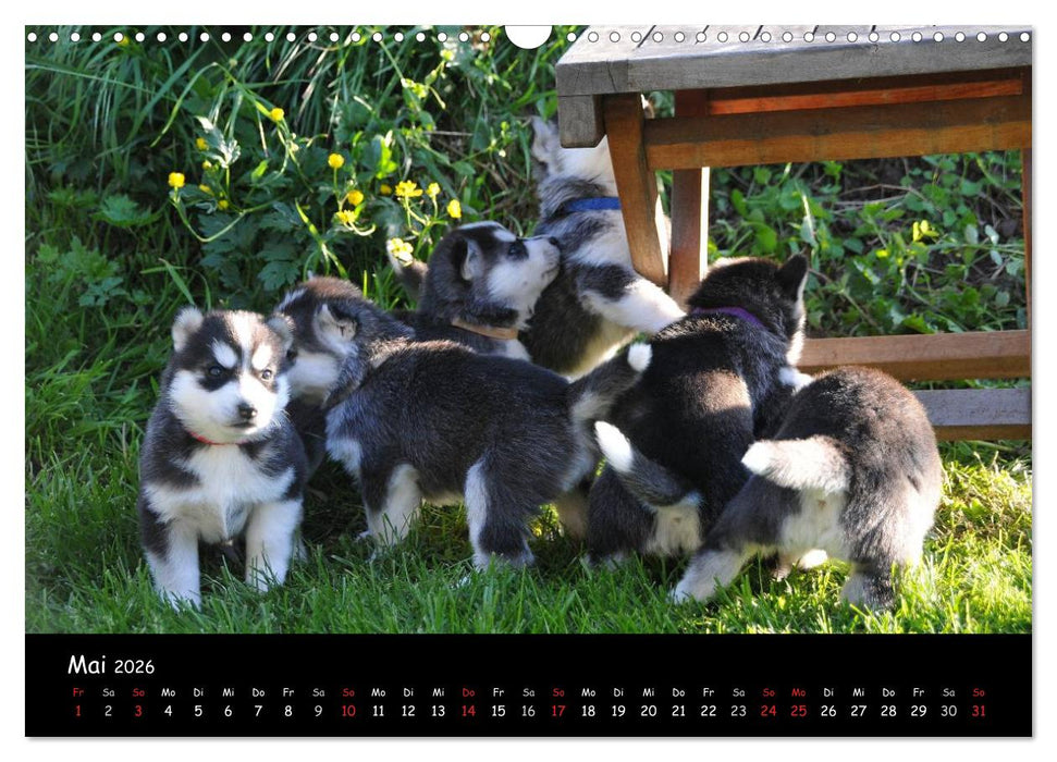 Huskys - Traumhunde (CALVENDO Wandkalender 2026)