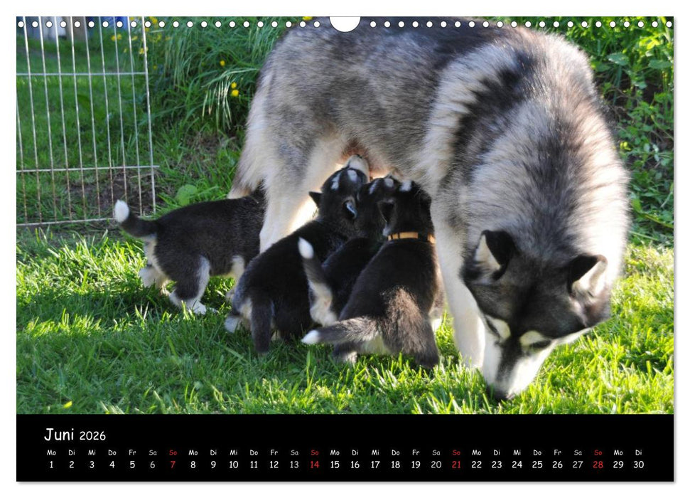 Huskys - Traumhunde (CALVENDO Wandkalender 2026)