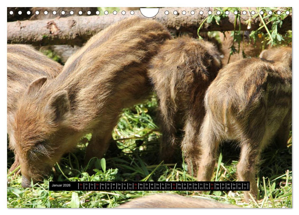 Schweinereien (CALVENDO Wandkalender 2026)