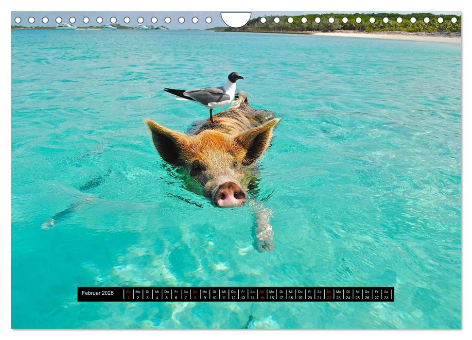 Schweinereien (CALVENDO Wandkalender 2026)