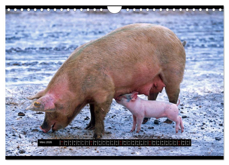 Schweinereien (CALVENDO Wandkalender 2026)