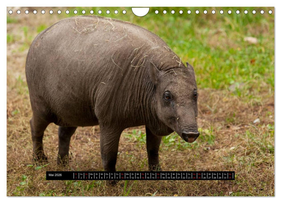 Schweinereien (CALVENDO Wandkalender 2026)