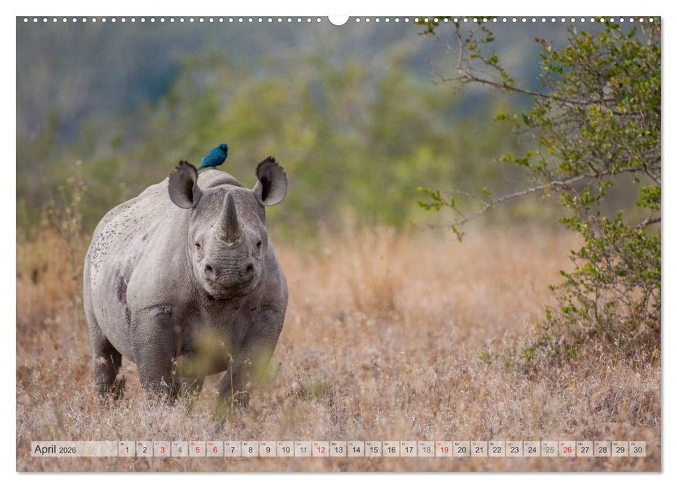 Emotionale Momente: Afrikas Big Five (CALVENDO Premium Wandkalender 2026)