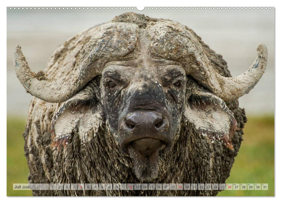 Emotionale Momente: Afrikas Big Five (CALVENDO Premium Wandkalender 2026)