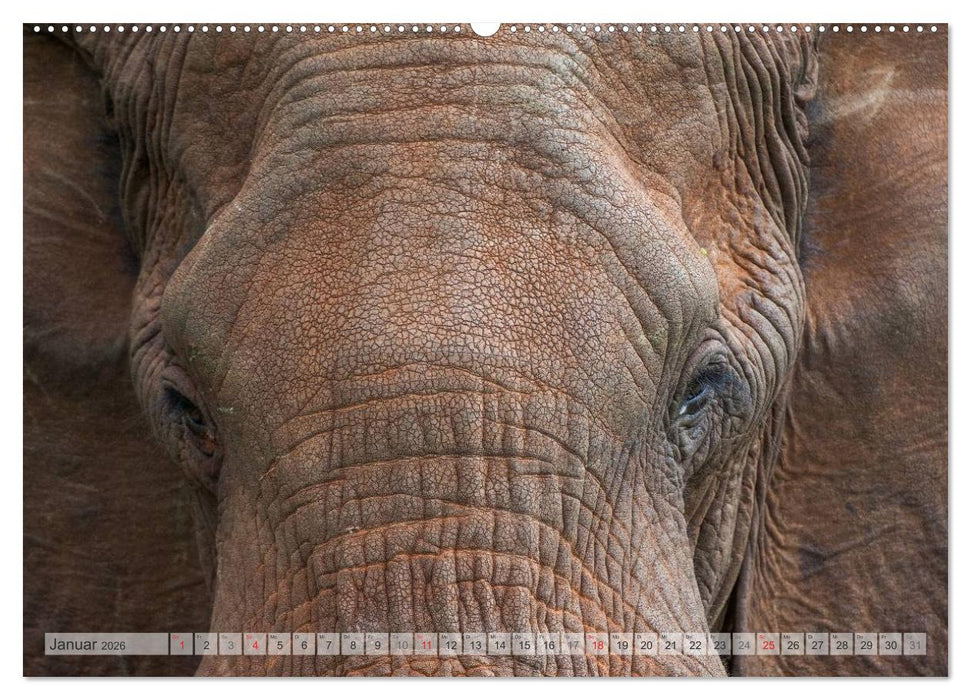 Emotionale Momente: Afrikas Big Five (CALVENDO Wandkalender 2026)