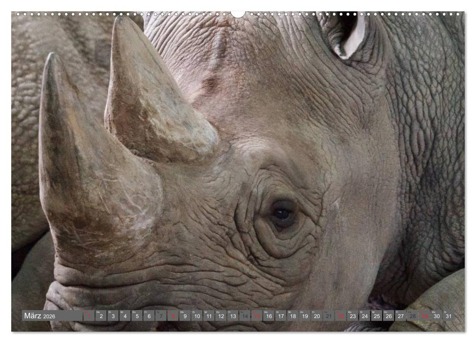 Nashörner & Flusspferde (CALVENDO Premium Wandkalender 2026)