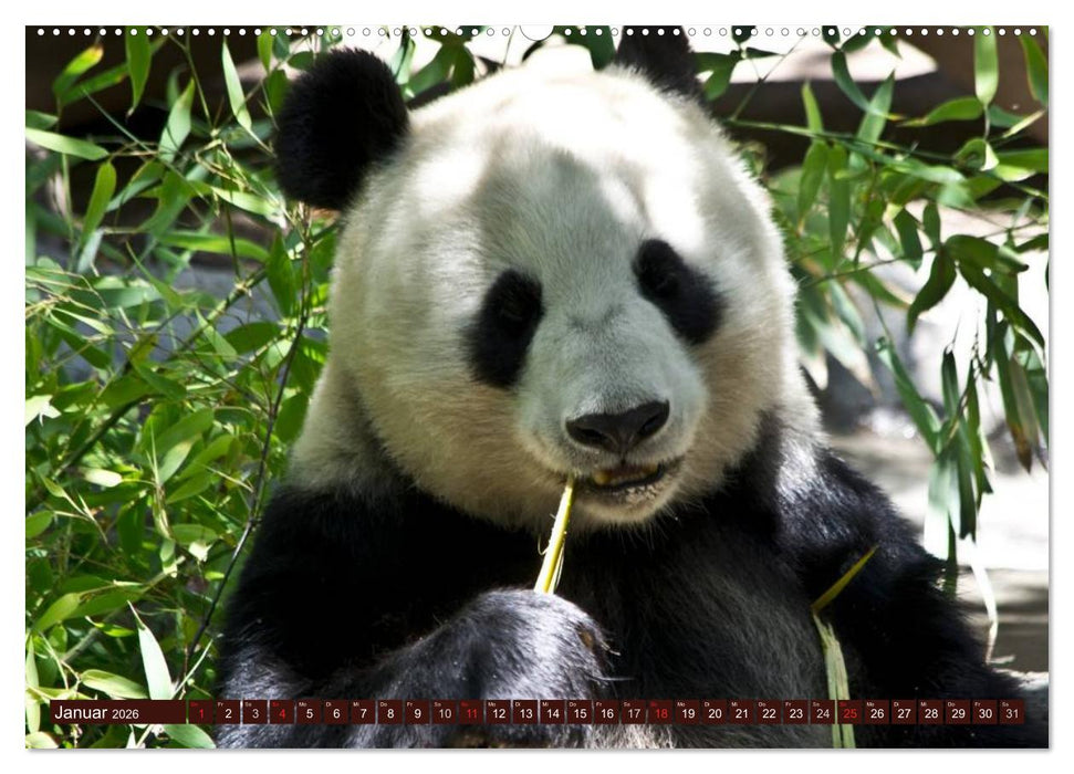 Bären (CALVENDO Premium Wandkalender 2026)