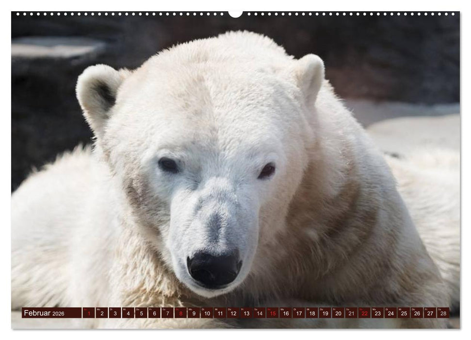 Bären (CALVENDO Premium Wandkalender 2026)