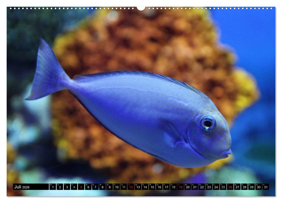 Fische und Meerestiere (CALVENDO Premium Wandkalender 2026)