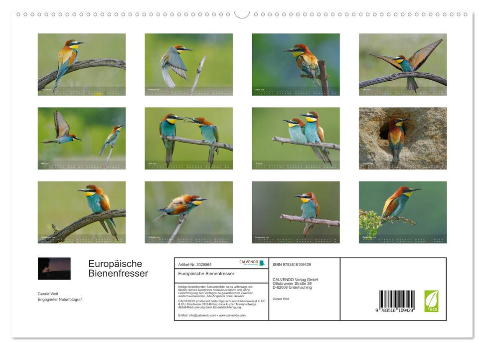 Europäische Bienenfresser (CALVENDO Premium Wandkalender 2026)