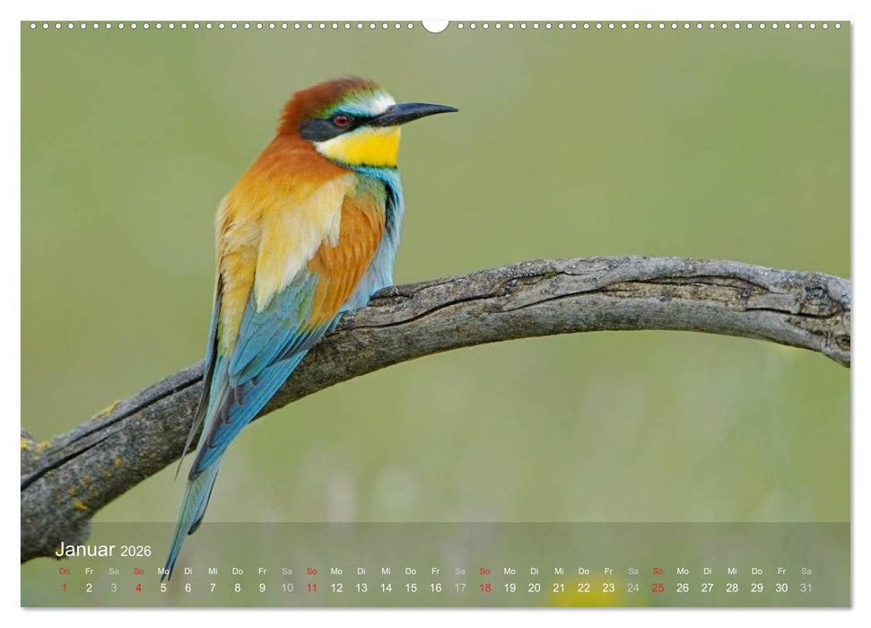 Europäische Bienenfresser (CALVENDO Premium Wandkalender 2026)