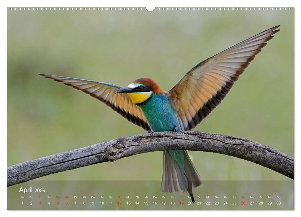 Europäische Bienenfresser (CALVENDO Premium Wandkalender 2026)