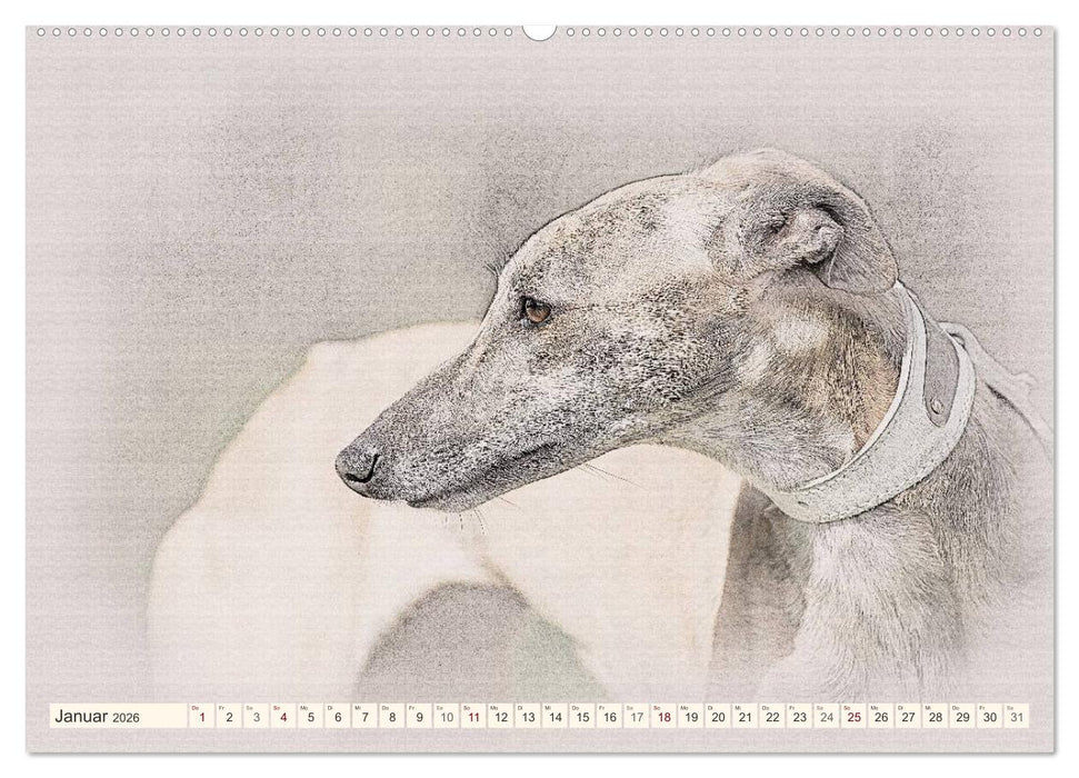 Whippet 2026 (CALVENDO Premium Wandkalender 2026)
