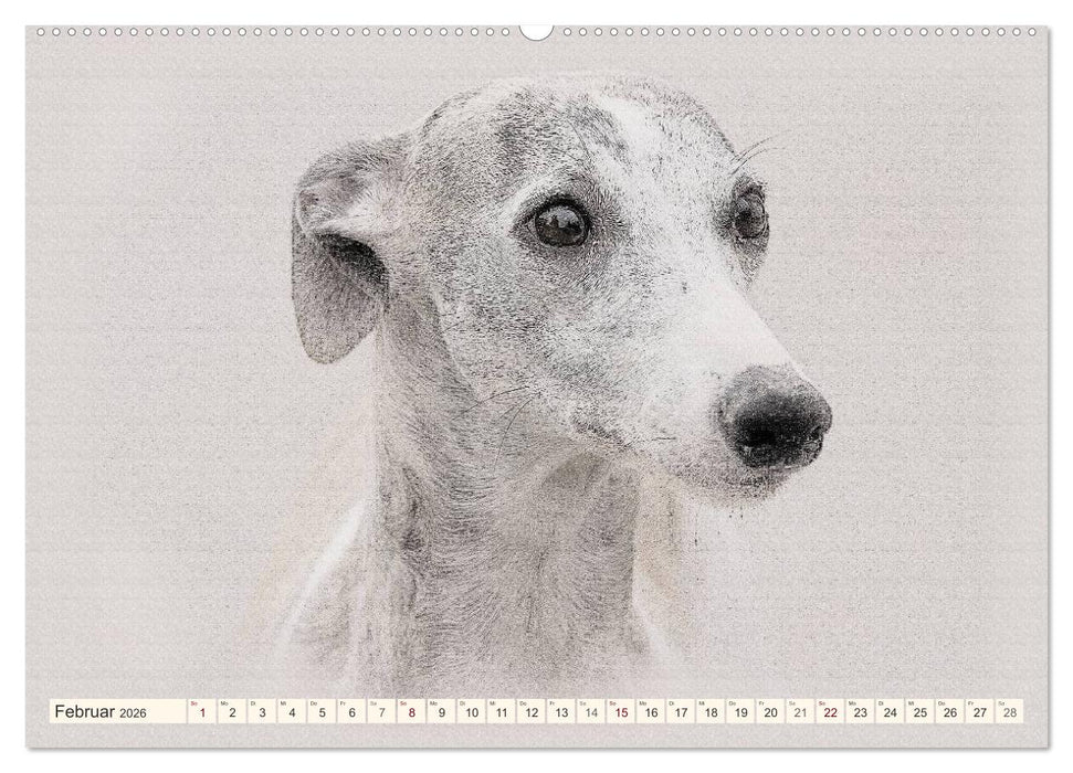 Whippet 2026 (CALVENDO Premium Wandkalender 2026)