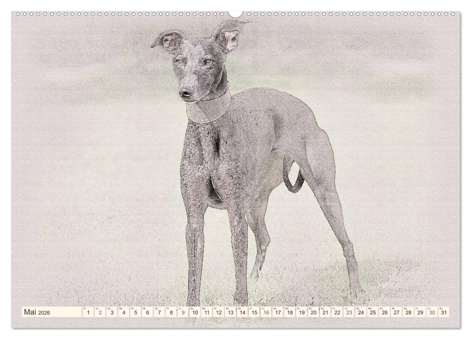 Whippet 2026 (CALVENDO Premium Wandkalender 2026)