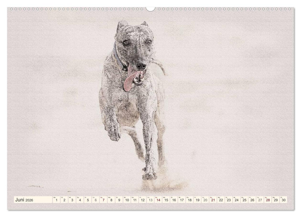 Whippet 2026 (CALVENDO Premium Wandkalender 2026)
