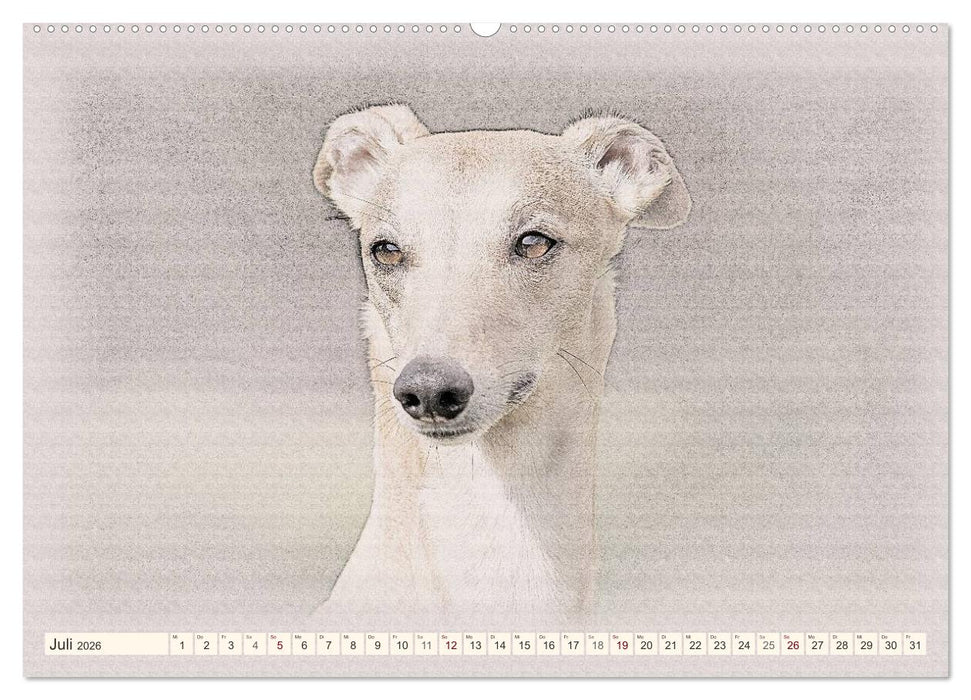 Whippet 2026 (CALVENDO Premium Wandkalender 2026)