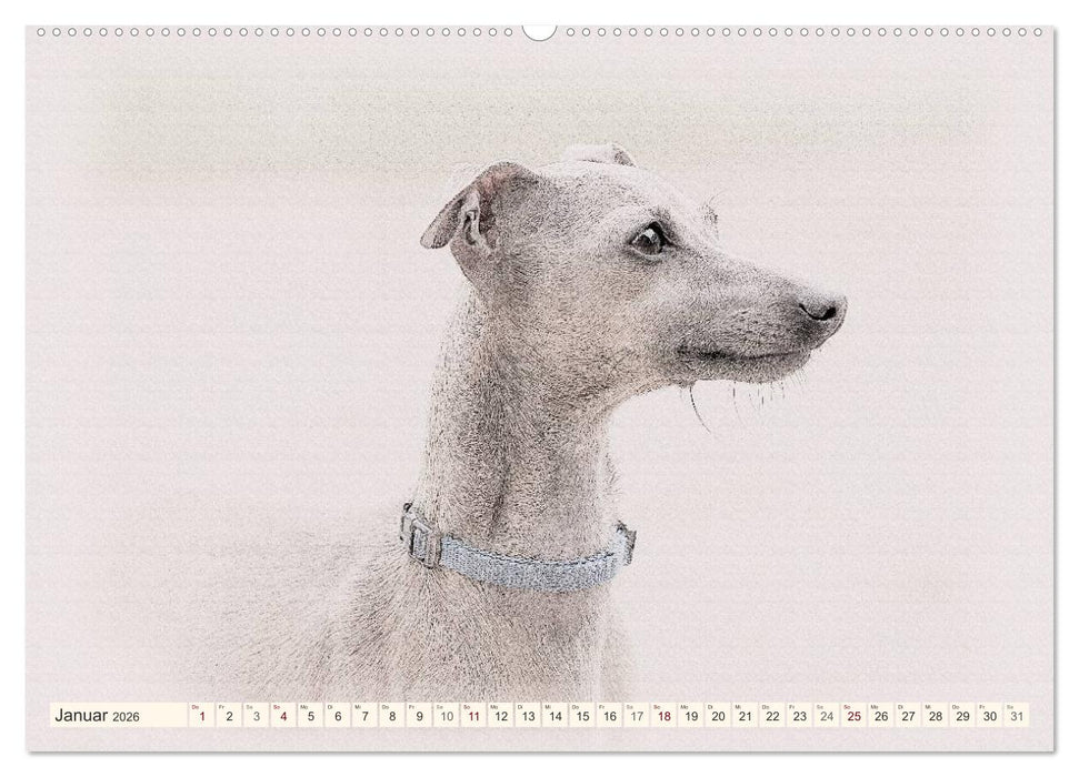 Windspiele 2026 (CALVENDO Premium Wandkalender 2026)