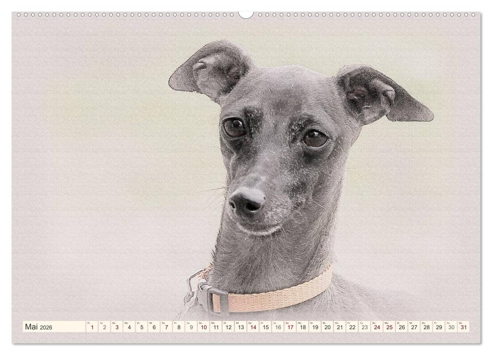 Windspiele 2026 (CALVENDO Premium Wandkalender 2026)