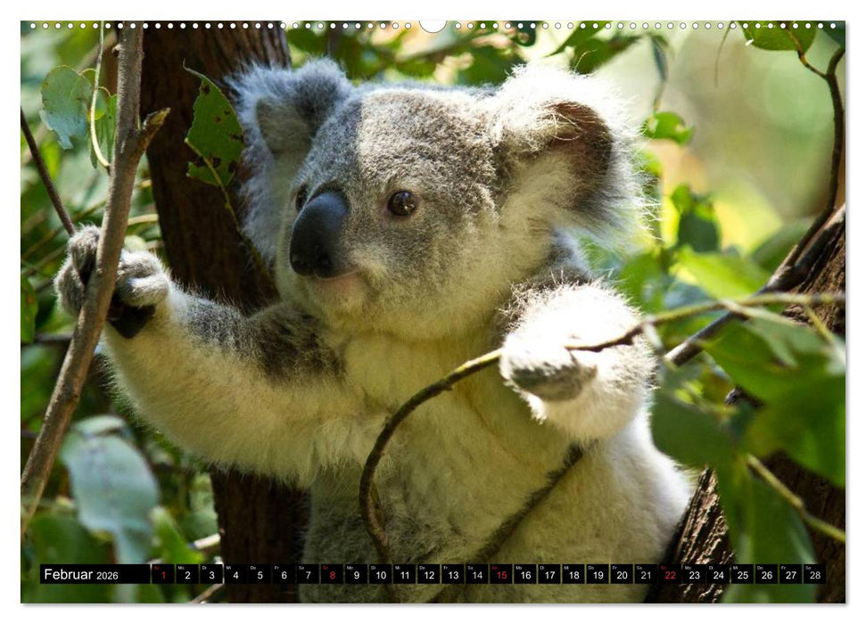 Australiens Tierwelt (CALVENDO Premium Wandkalender 2026)