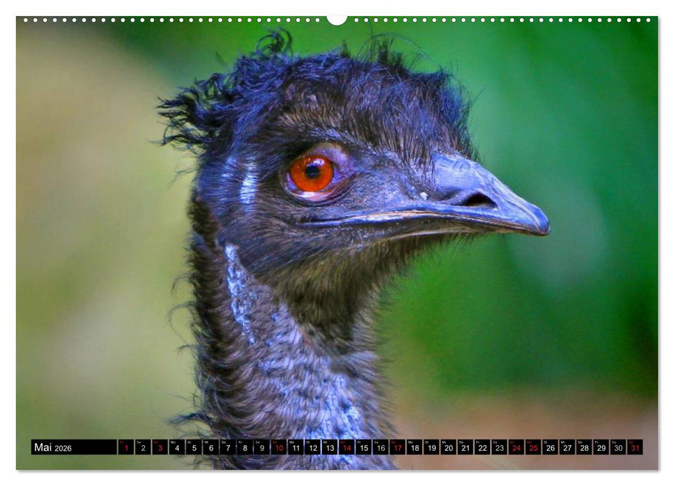 Australiens Tierwelt (CALVENDO Premium Wandkalender 2026)