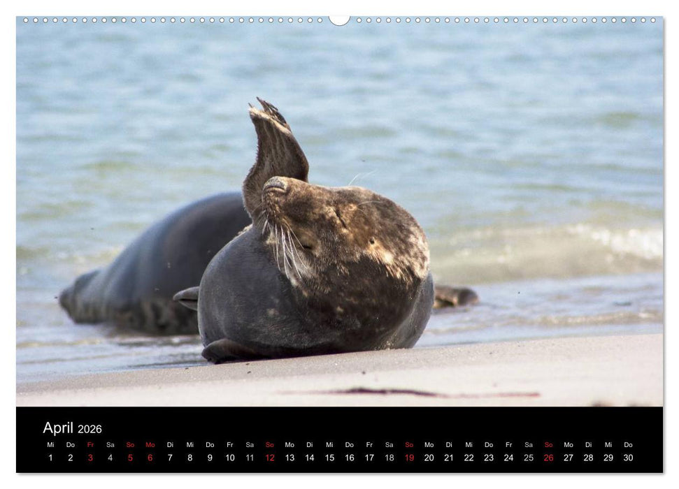 Helgoland - idyllische Nordseeinsel (CALVENDO Premium Wandkalender 2026)