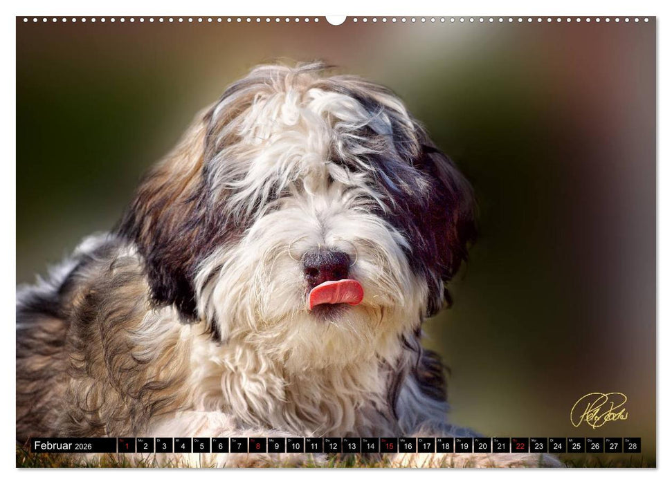 PON - Welpen, jeder Tag ein großes Abenteuer (CALVENDO Premium Wandkalender 2026)