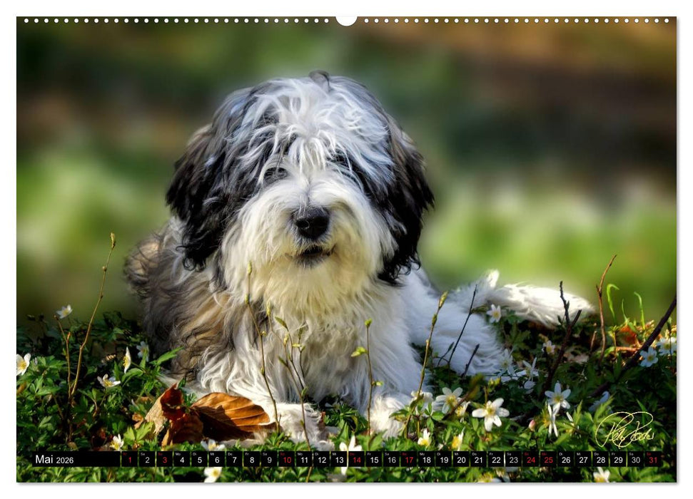 PON - Welpen, jeder Tag ein großes Abenteuer (CALVENDO Premium Wandkalender 2026)