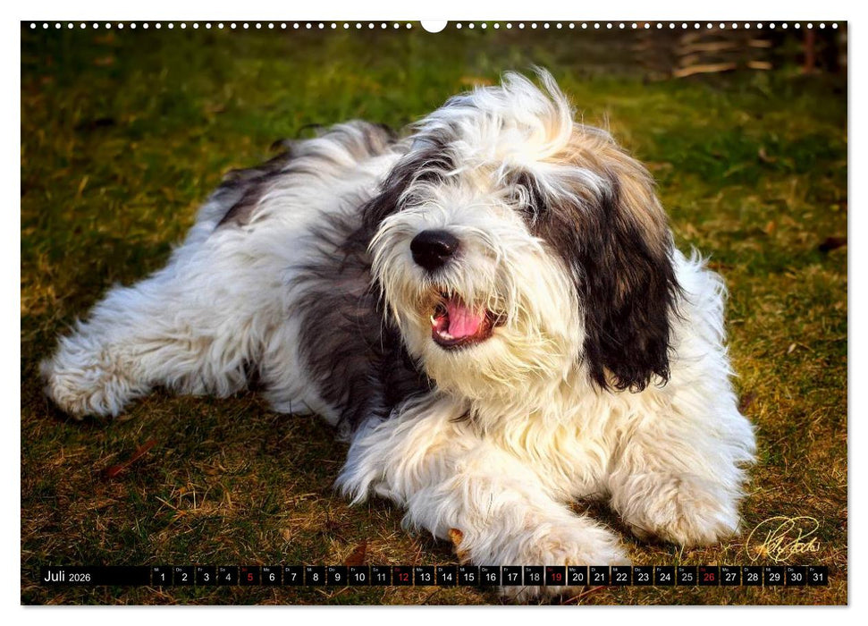 PON - Welpen, jeder Tag ein großes Abenteuer (CALVENDO Premium Wandkalender 2026)
