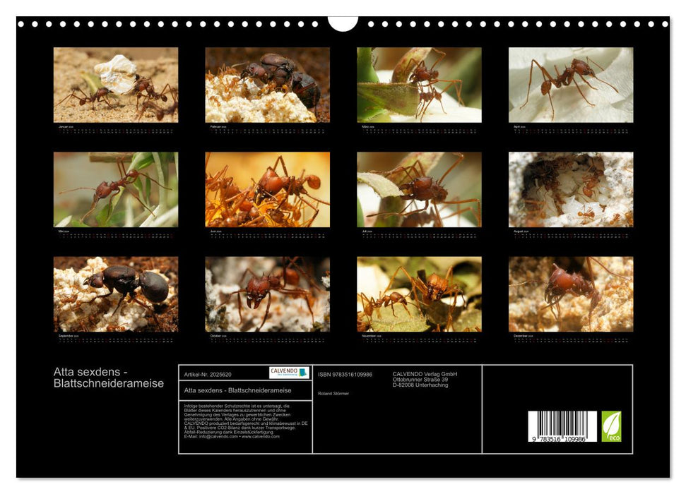 Atta sexdens - Blattschneiderameise (CALVENDO Wandkalender 2026)