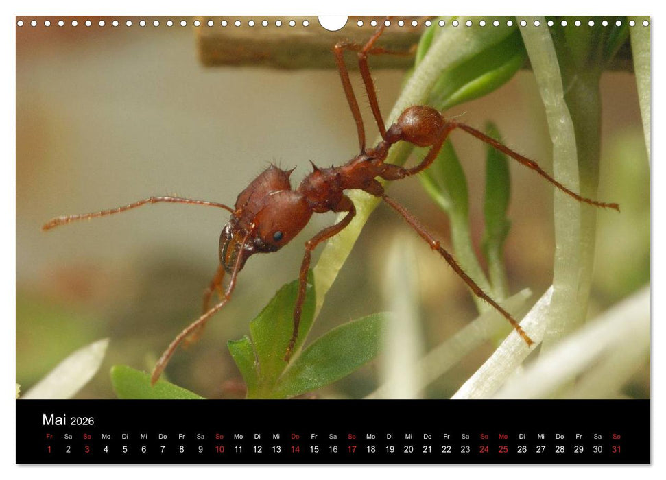 Atta sexdens - Blattschneiderameise (CALVENDO Wandkalender 2026)