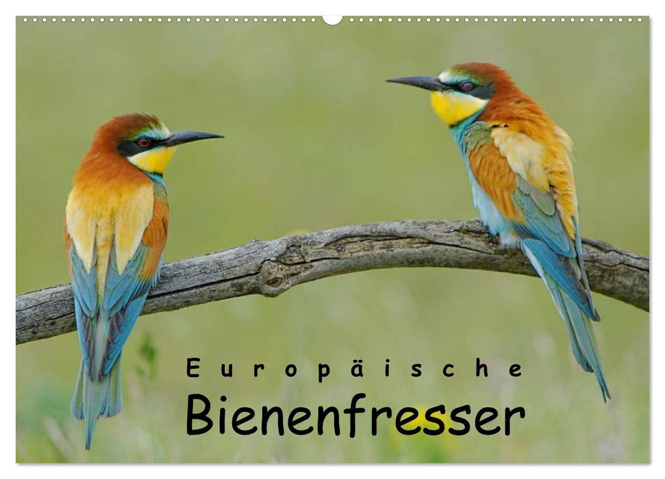 Europäische Bienenfresser (CALVENDO Wandkalender 2026)