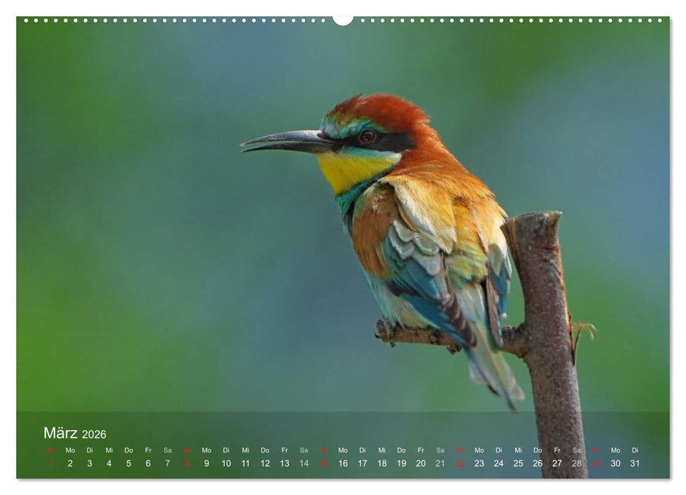Europäische Bienenfresser (CALVENDO Wandkalender 2026)