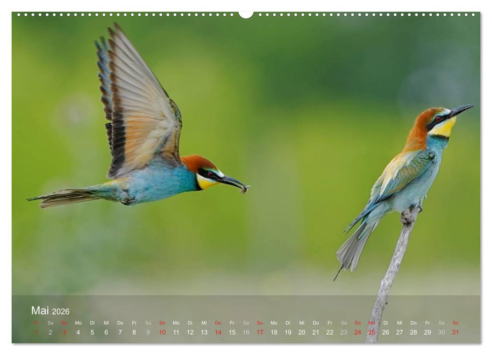 Europäische Bienenfresser (CALVENDO Wandkalender 2026)