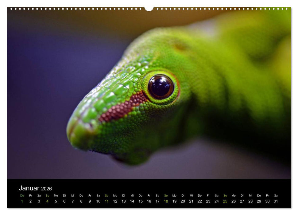 Reptilien (CALVENDO Premium Wandkalender 2026)