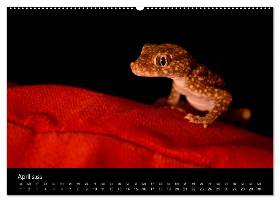 Reptilien (CALVENDO Premium Wandkalender 2026)