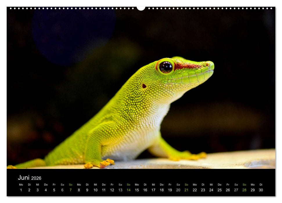 Reptilien (CALVENDO Premium Wandkalender 2026)