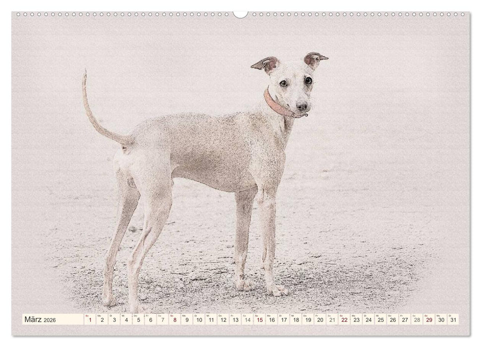 Windspiele 2026 (CALVENDO Wandkalender 2026)