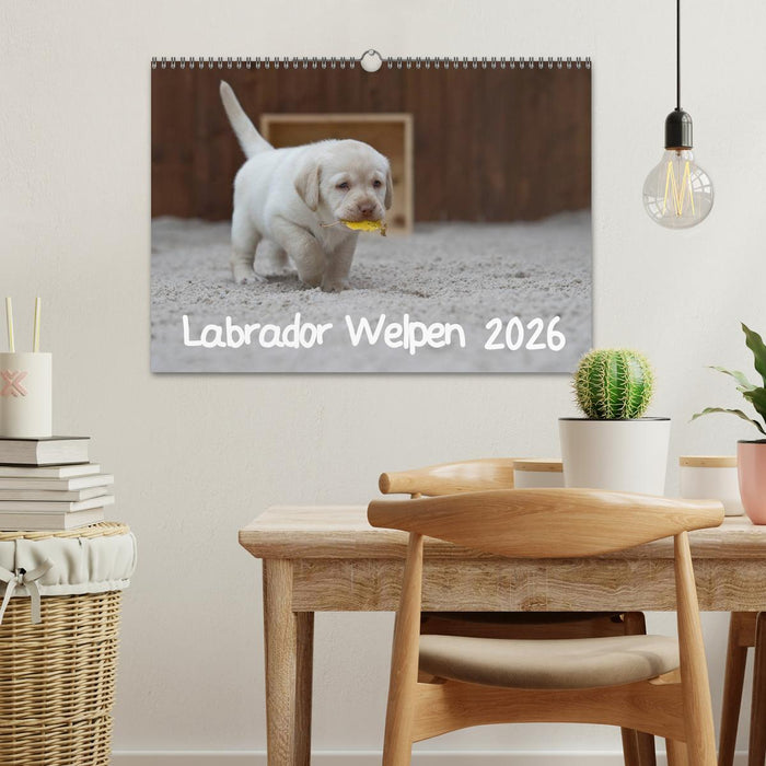 Labrador Welpen (CALVENDO Wandkalender 2026)