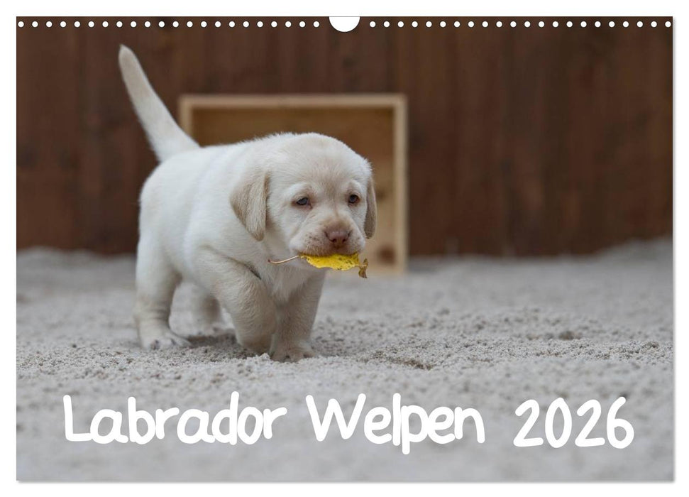 Labrador Welpen (CALVENDO Wandkalender 2026)