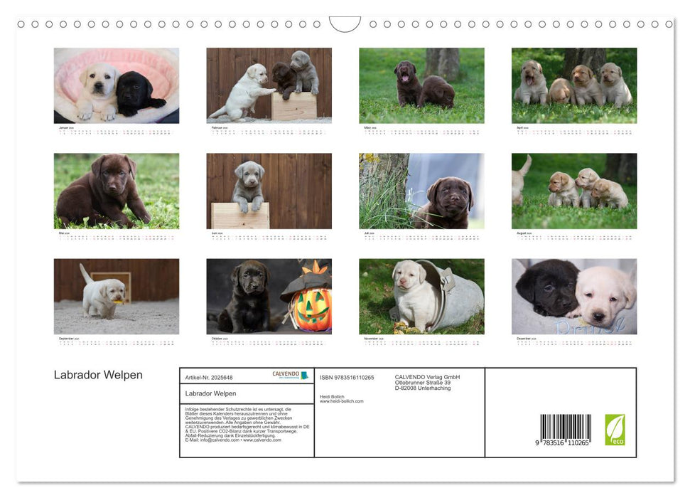 Labrador Welpen (CALVENDO Wandkalender 2026)
