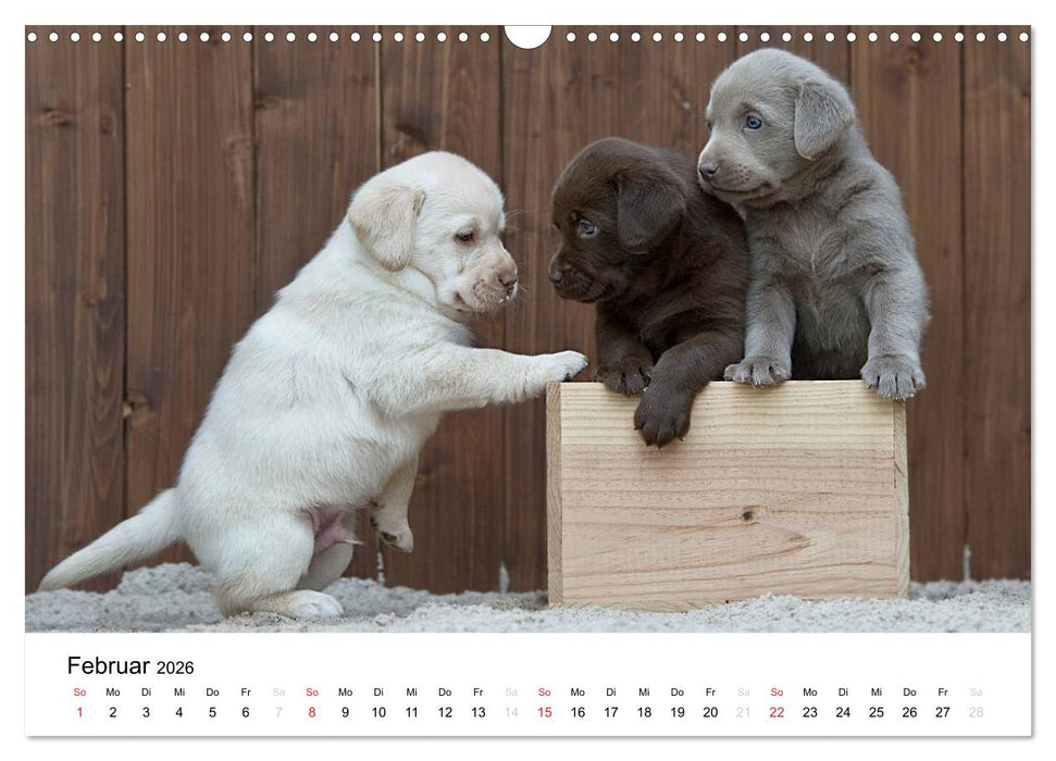 Labrador Welpen (CALVENDO Wandkalender 2026)