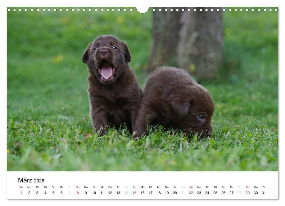 Labrador Welpen (CALVENDO Wandkalender 2026)