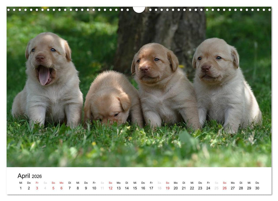 Labrador Welpen (CALVENDO Wandkalender 2026)