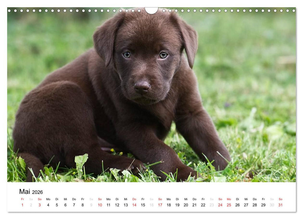 Labrador Welpen (CALVENDO Wandkalender 2026)