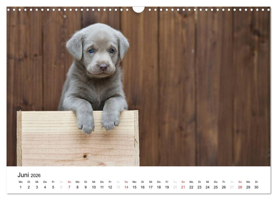 Labrador Welpen (CALVENDO Wandkalender 2026)