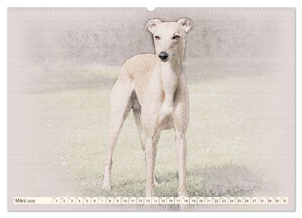 Whippet 2026 (CALVENDO Wandkalender 2026)