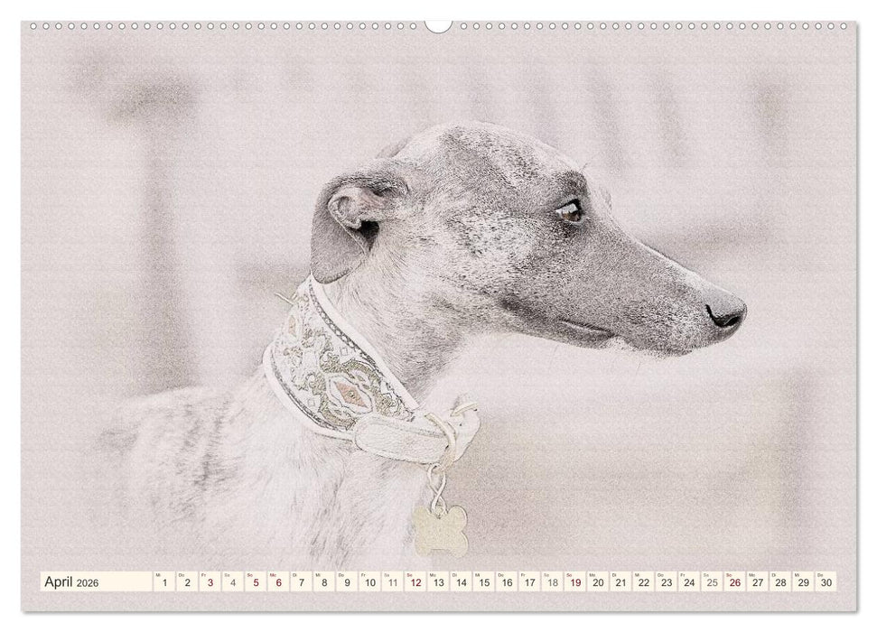 Whippet 2026 (CALVENDO Wandkalender 2026)